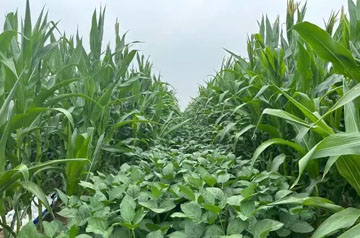 2024年大豆玉米帶狀復(fù)合種植田雜草防治技術(shù)指導(dǎo)意見(jiàn)
