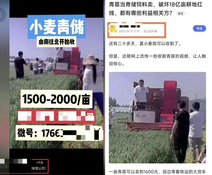 農(nóng)業(yè)農(nóng)村部相關(guān)司局負(fù)責(zé)人回應(yīng)網(wǎng)傳小麥青貯問(wèn)題