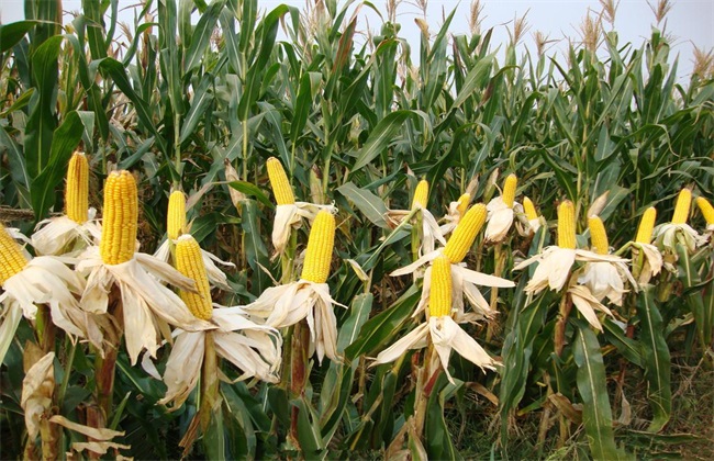 玉米高產(chǎn)技術(shù)指導(dǎo)意見