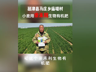 小麥?zhǔn)褂糜H禾利生物有機(jī)肥，延津縣馬莊鄉(xiāng)廟堤村農(nóng)戶(hù)感言