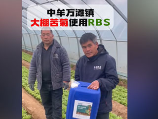大棚苦菊使用RBS微生物菌劑 中牟縣萬(wàn)灘鎮(zhèn)農(nóng)戶(hù)使用感言
