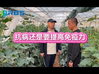 大棚黃瓜抗病還是要提高免疫力，云南元謀縣農(nóng)戶(hù)使用感言