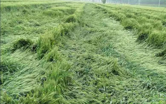 如何預(yù)防小麥后期倒伏？