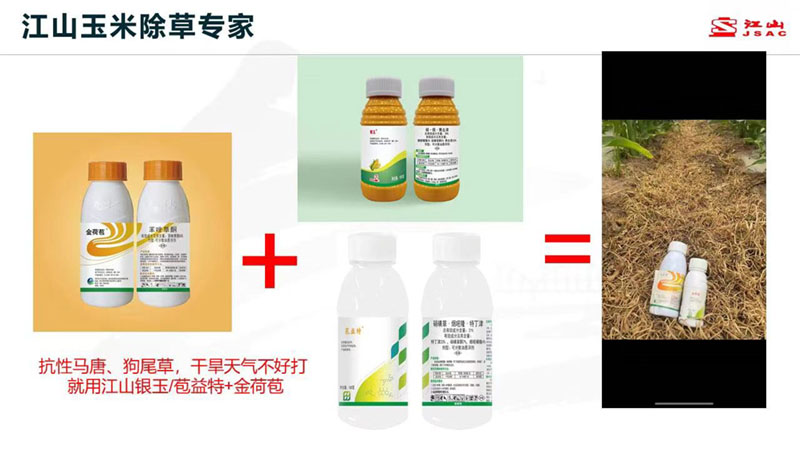 天氣干旱 玉米田超好用的除草劑方案推薦！除草干凈，不傷苗！