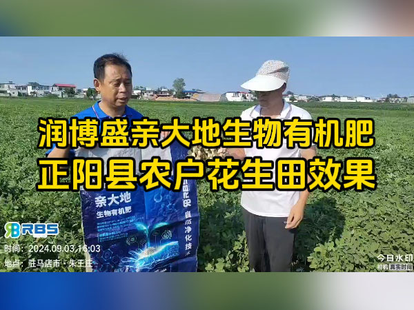 正陽(yáng)縣農(nóng)戶(hù)使用潤(rùn)博盛親大地生物有機(jī)肥花生田效果